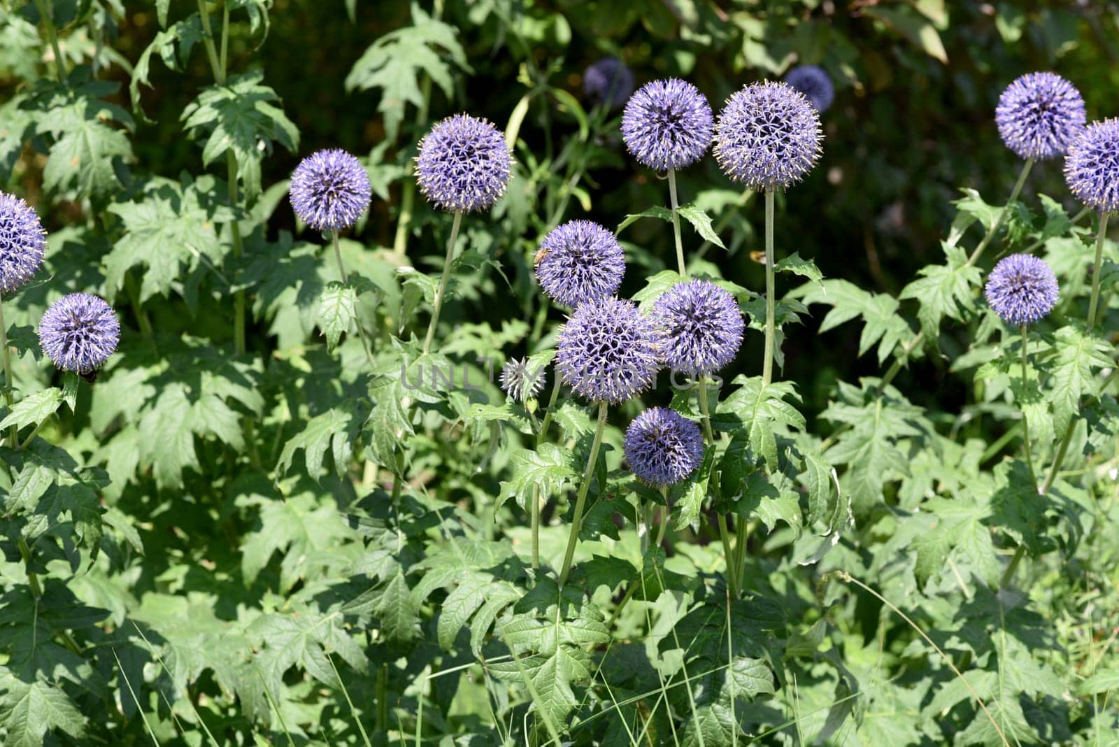 Globe thistles,Echinops ritro,are medicinal and wild plants.