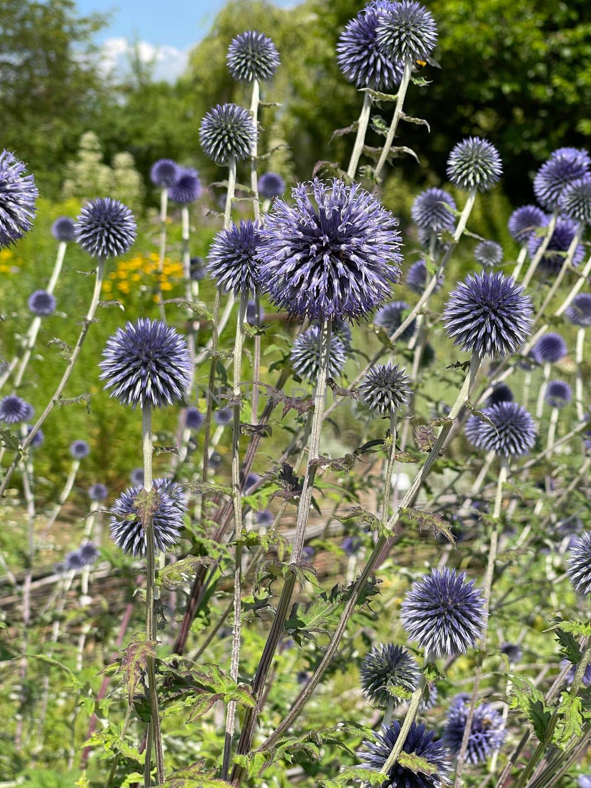 Globe thistles,Echinops ritro,are medicinal and wild plants.