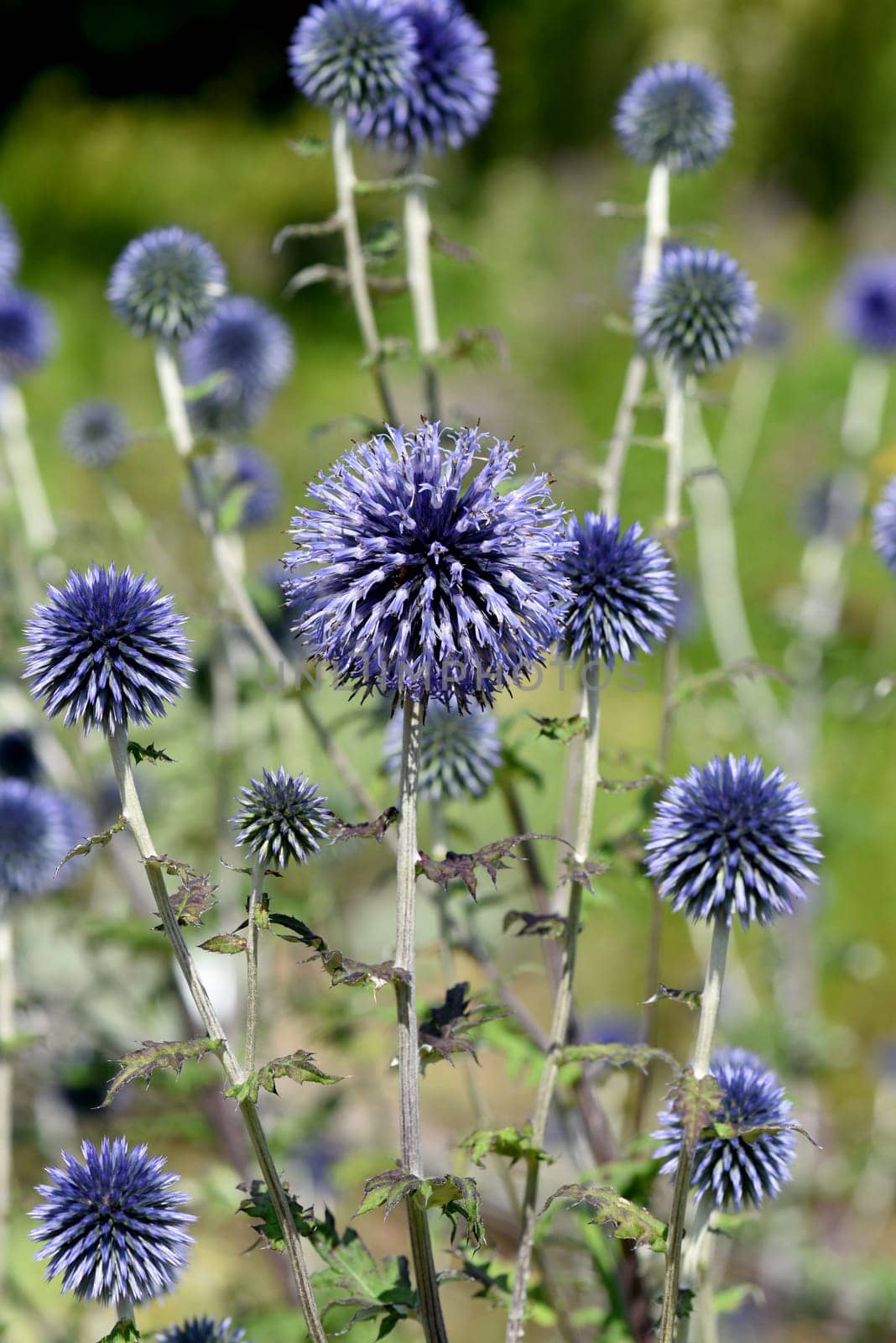Globe thistles,Echinops ritro,are medicinal and wild plants.