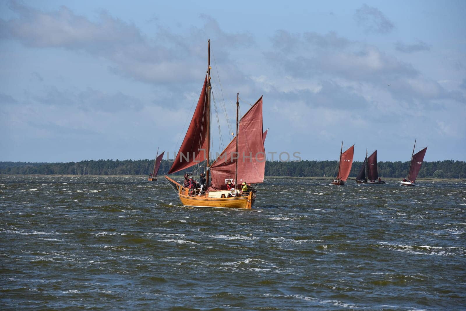 Zeesboat,regatta in the lagoon landscape in Mecklenburg-Western Pomerania.