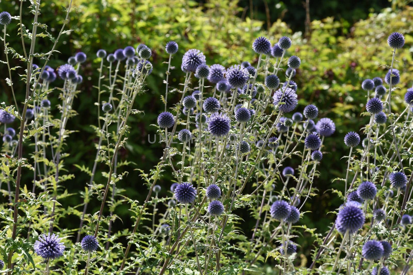 Globe thistles,Echinops ritro,are medicinal and wild plants.