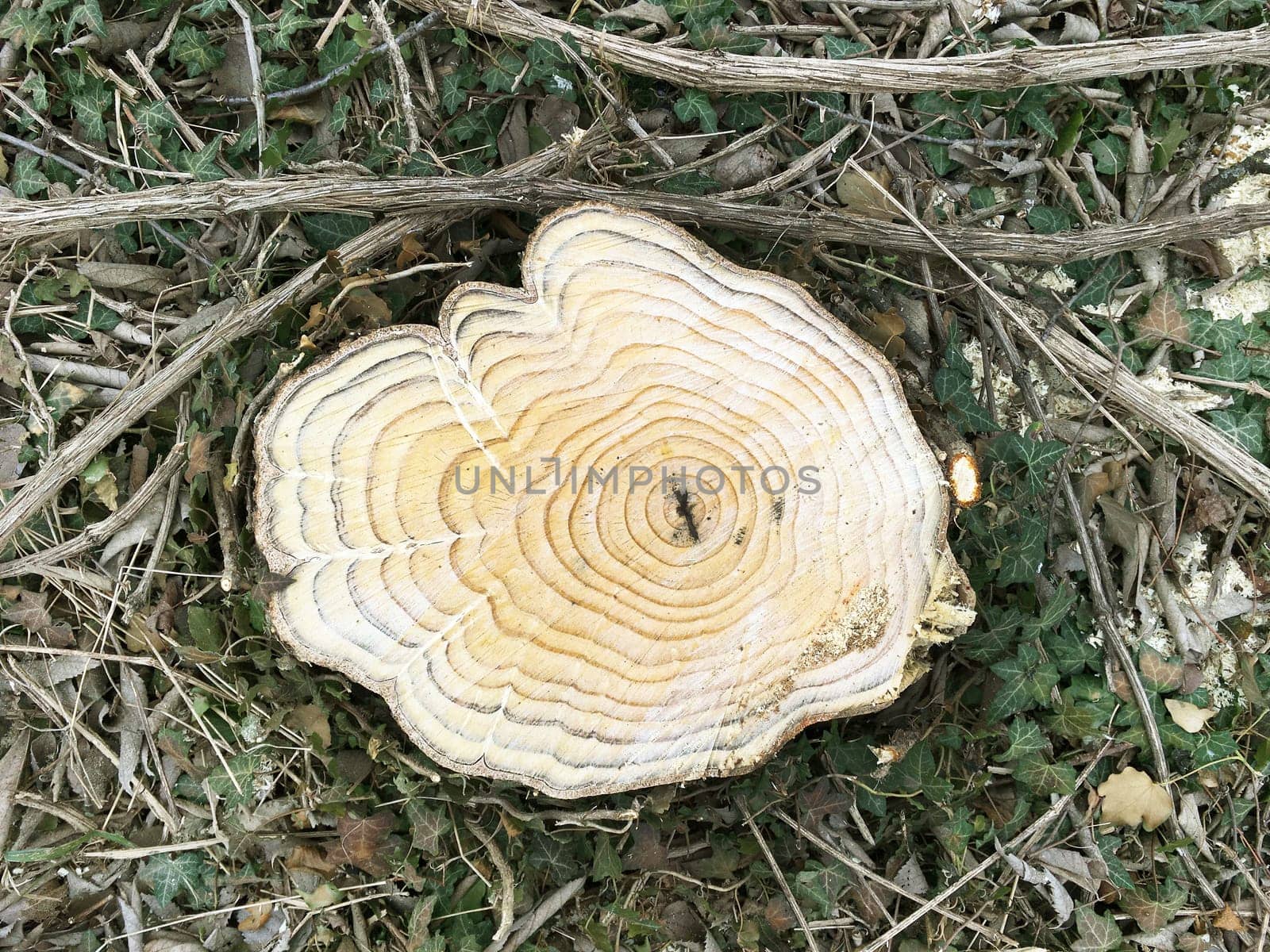 Wood texture of cut tree trunk. Close-up. Detailed natural light tan of a felled tree trunk or stump. Smooth organic texture of tree rings with close up of end grain.