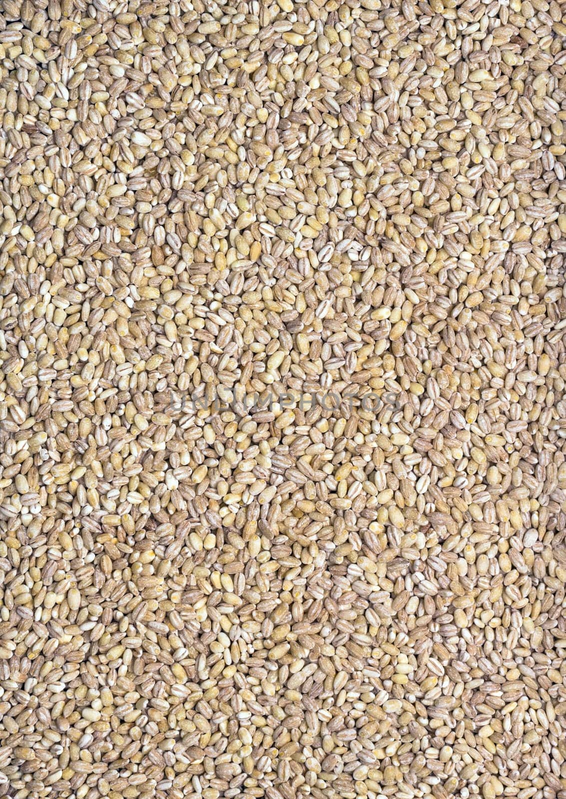 Pearl barley seeds background. Concept of healthy eating and natural.