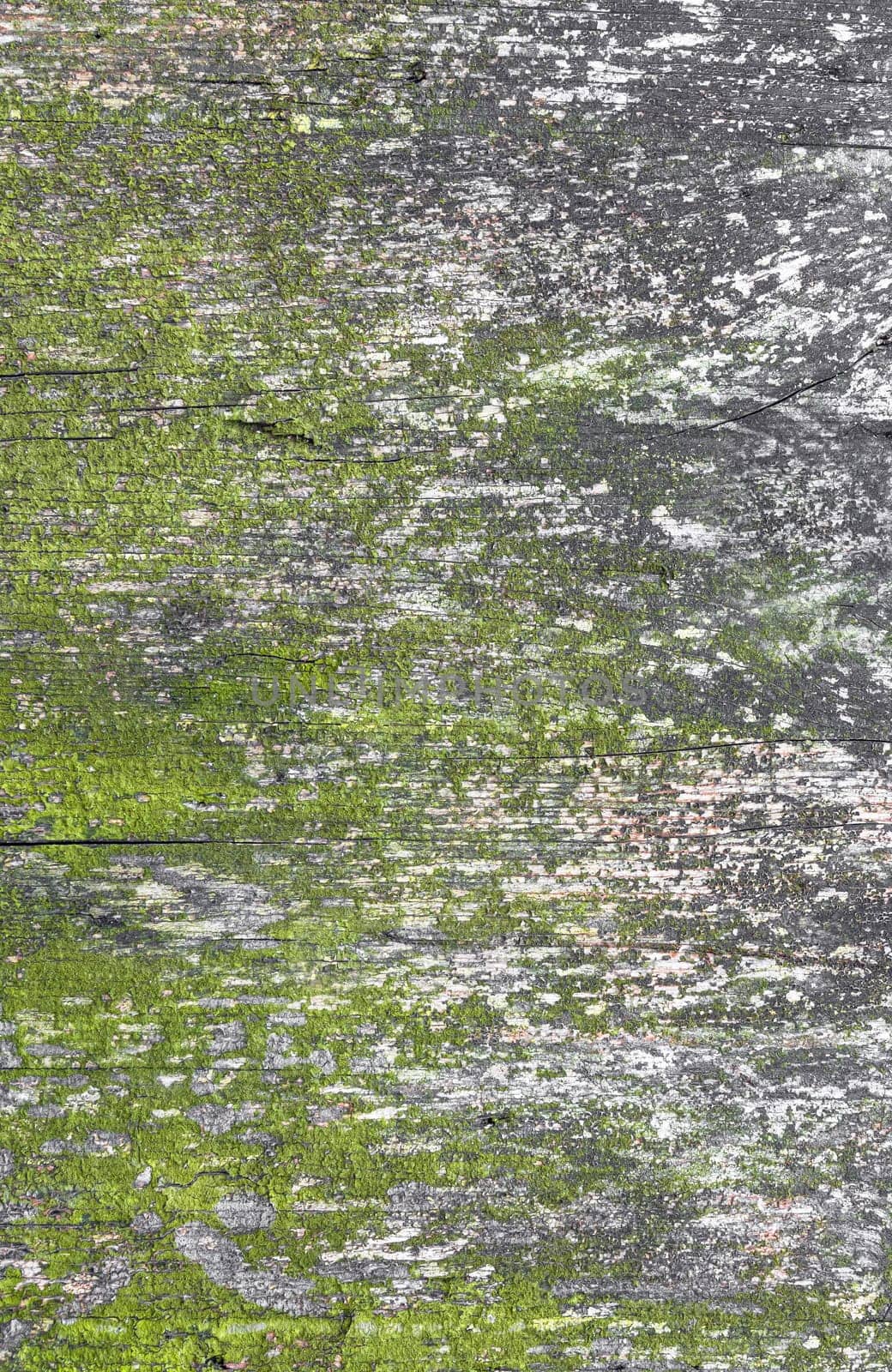 Moldy and moisture. Old cracked decay wood background covered in green moss and mold.