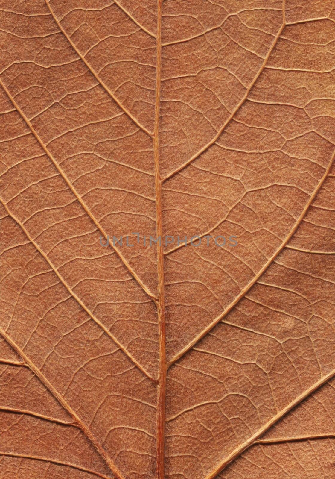 front view closeup macro texture of brown leaf intricate details during autumn