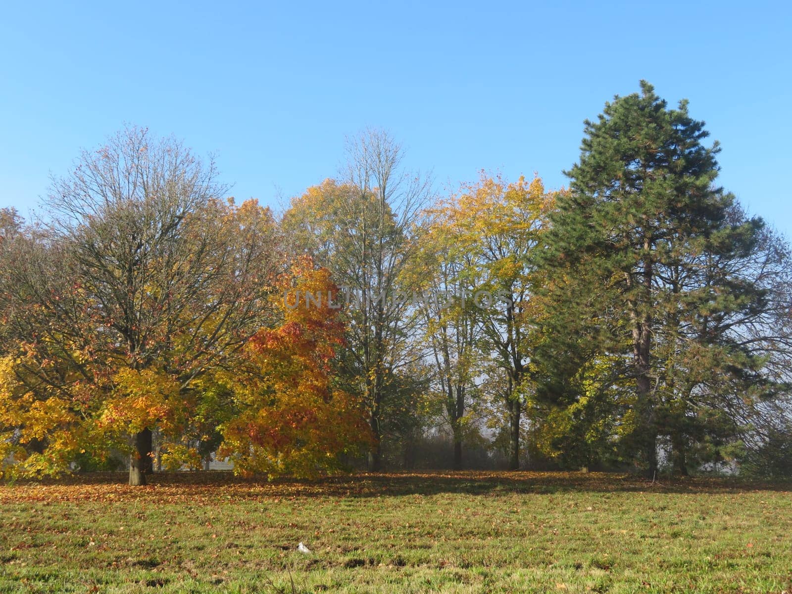 beautiful landscape with trees field autumn horizon