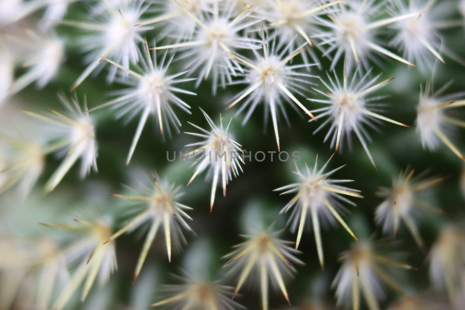 beautiful cactus with skewers for your pain defense protection