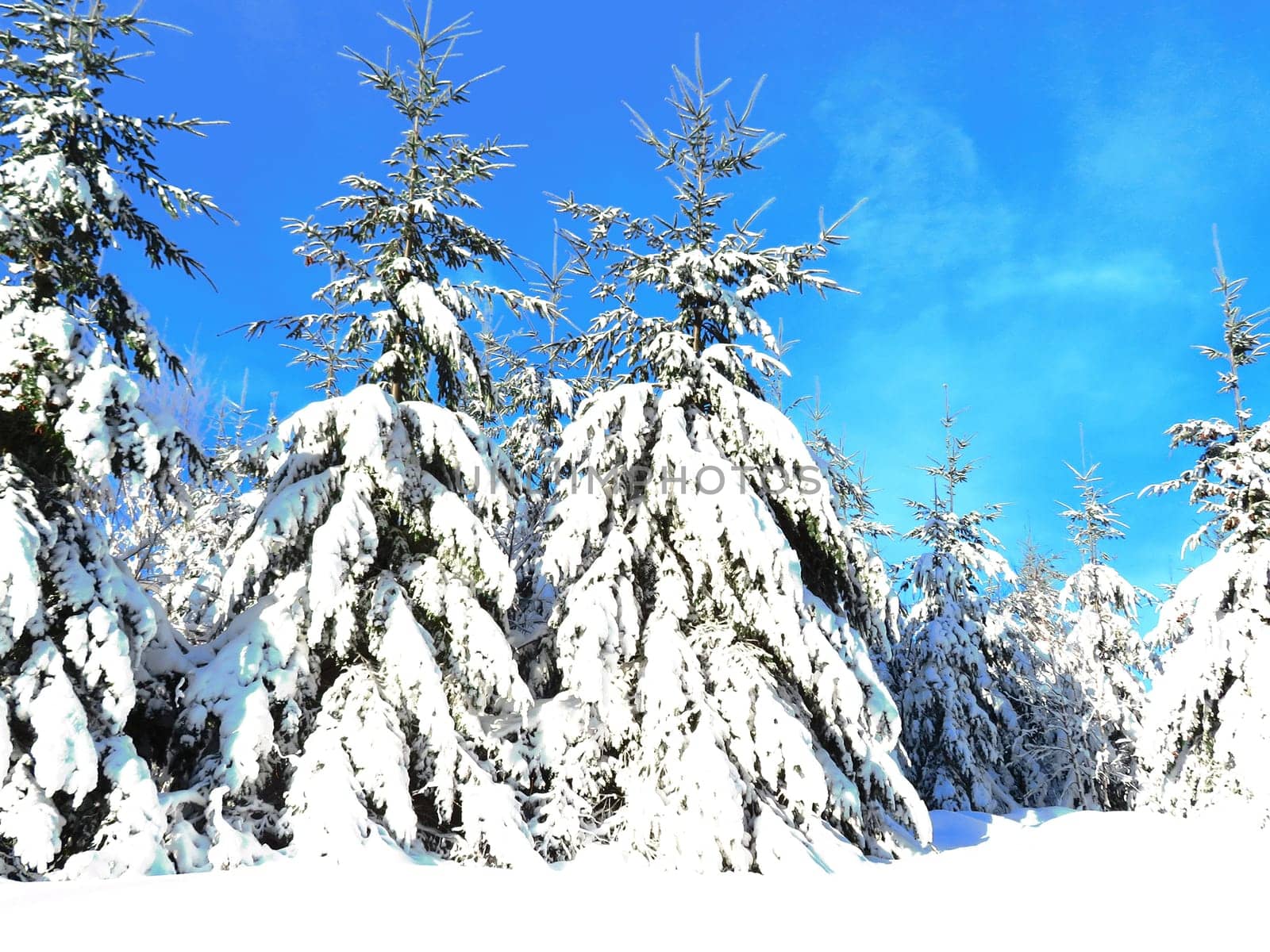 snow white cold winter beautiful ice cream trees landscape