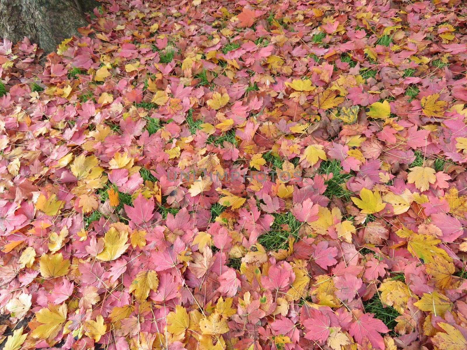 dried leaves fallen from the trees you make a nice carpet of colors