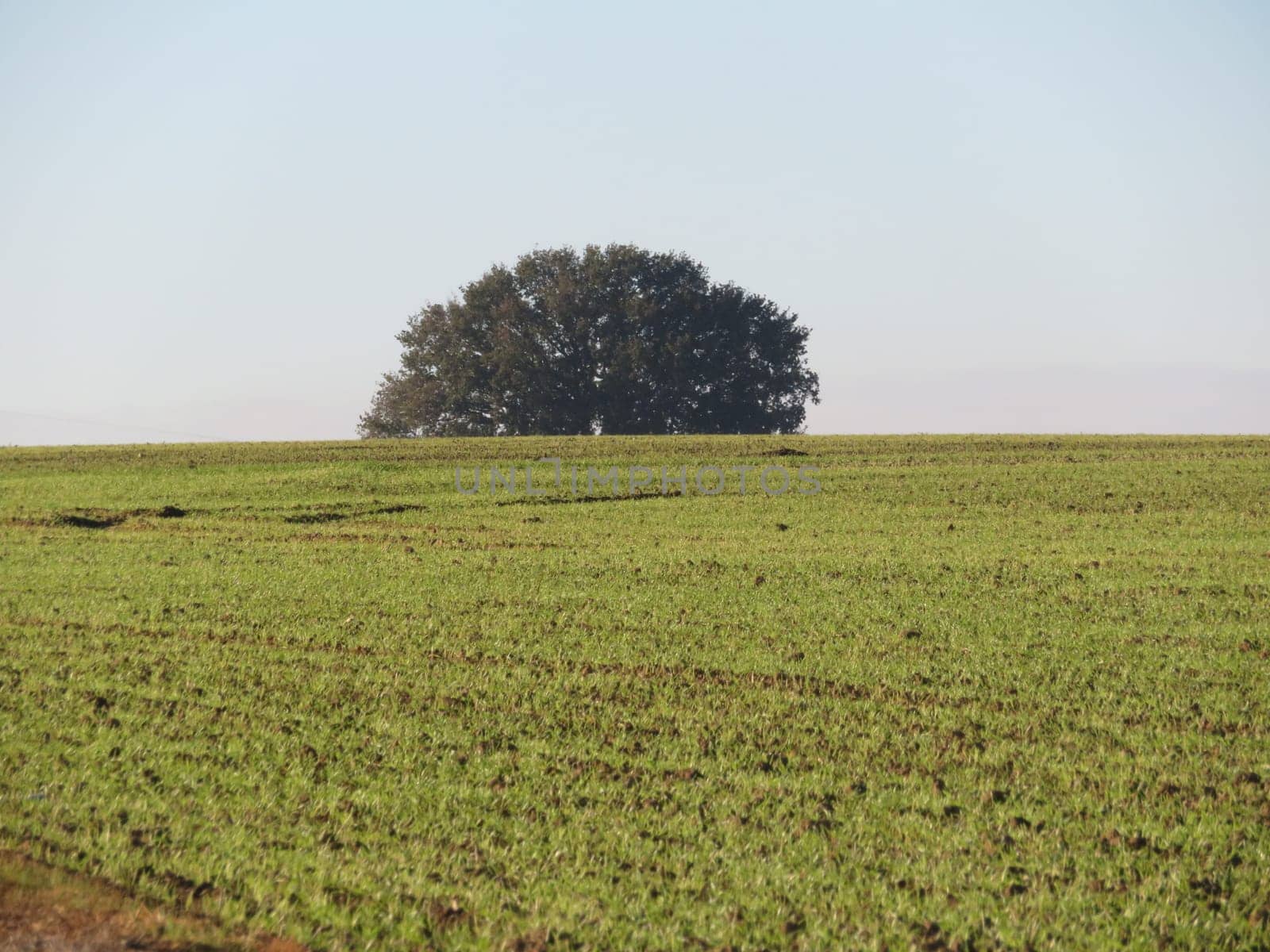 beautiful landscape with trees field autumn horizon