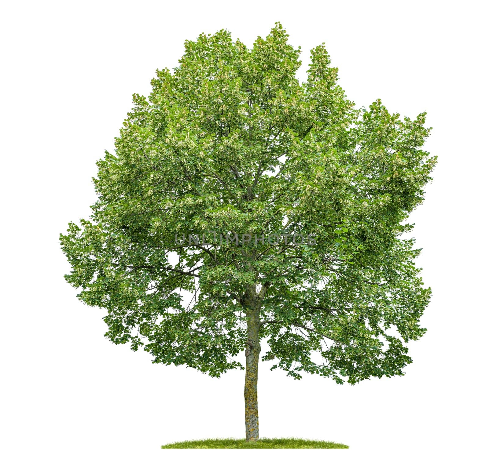 Isolated lime tree on a white background