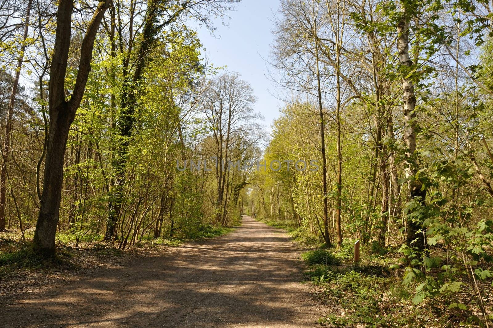 Communal forest of Saint-Pierre-Lès-Elbeuf