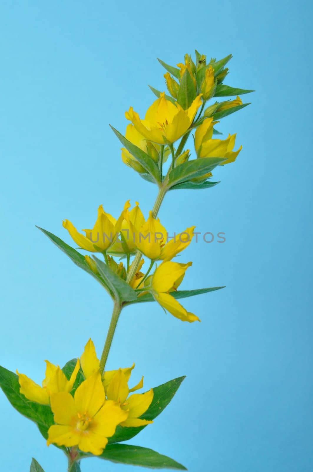 Lysimachus on a blue background