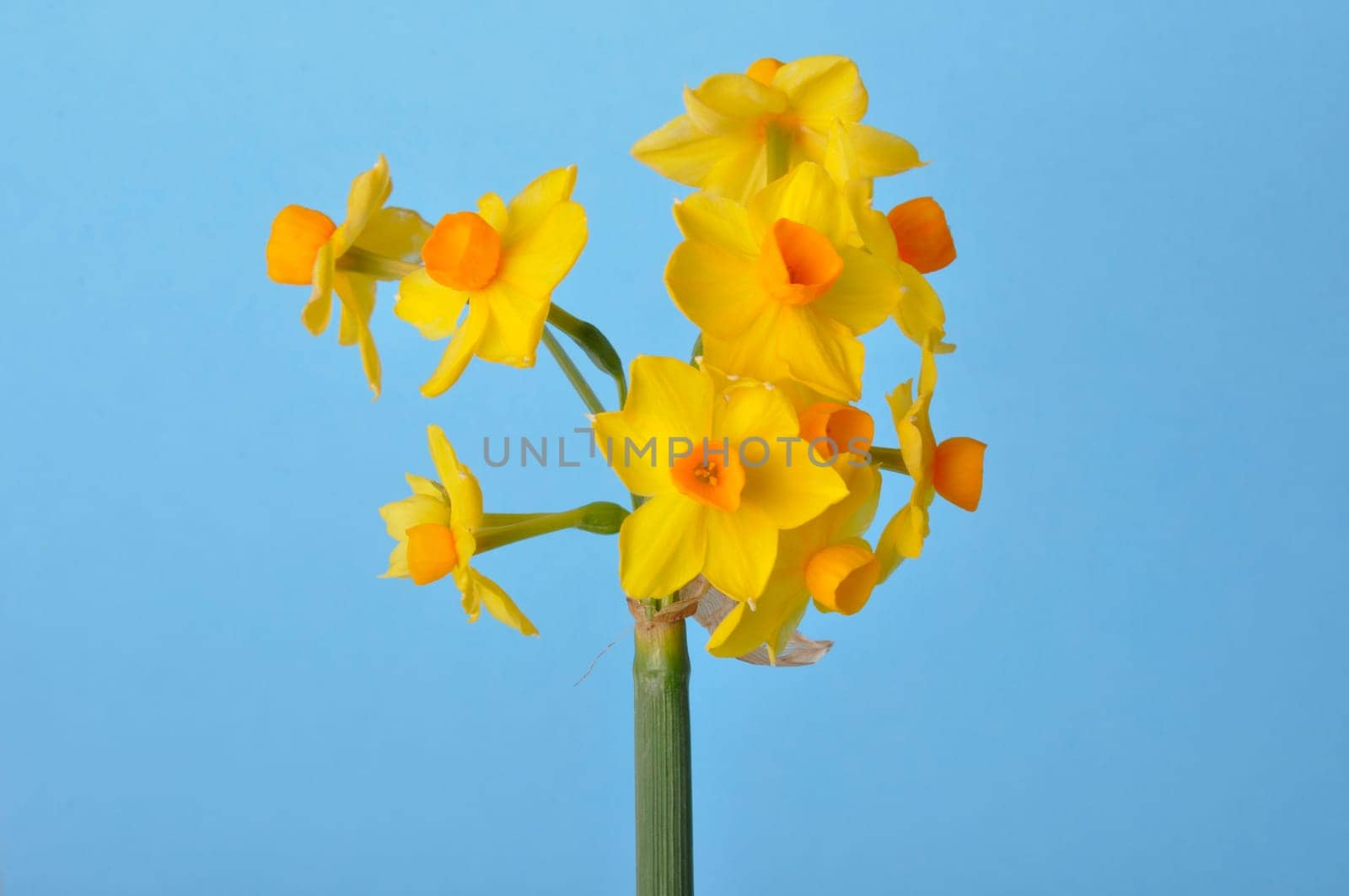 Yellow and orange daffodils on blue background