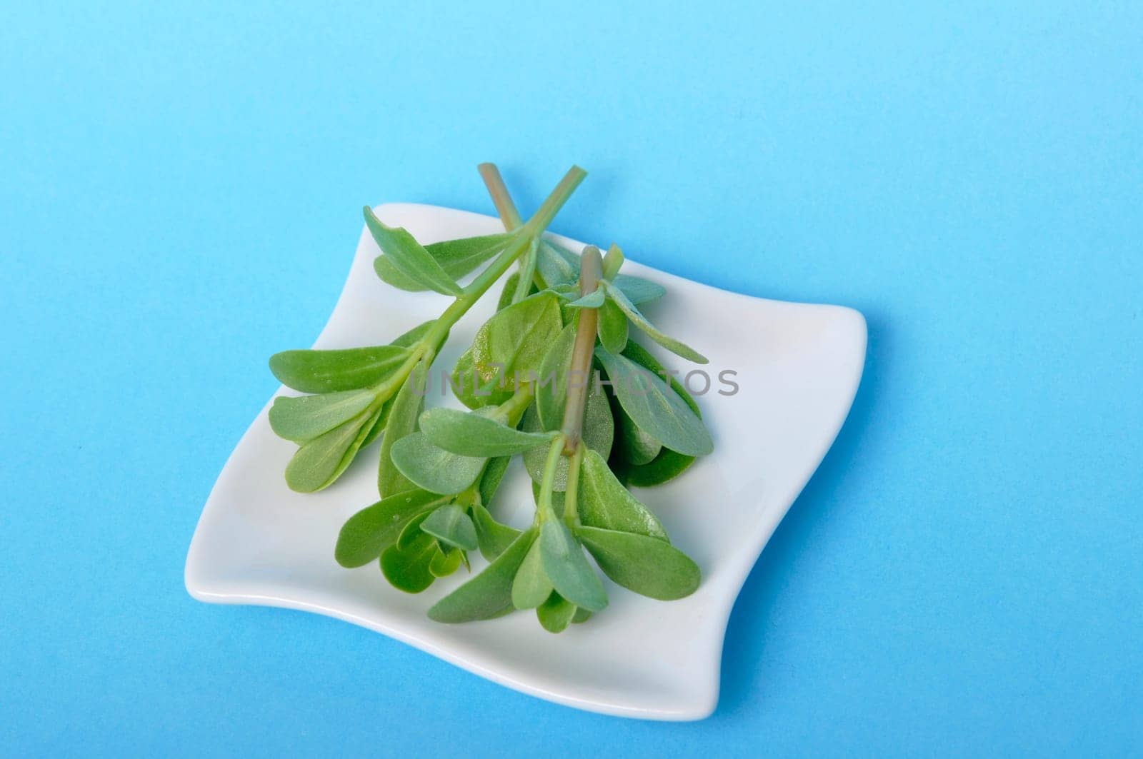 purslane in a saucer on a blue background
