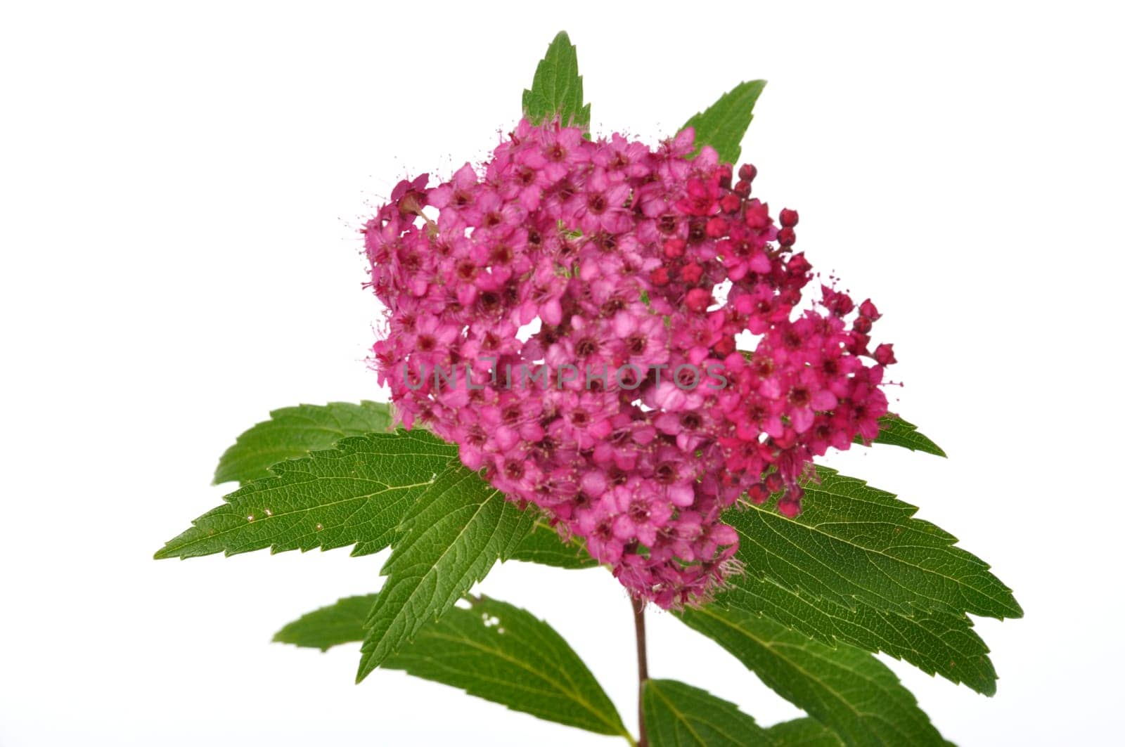 A bungei clerodendron studio shot