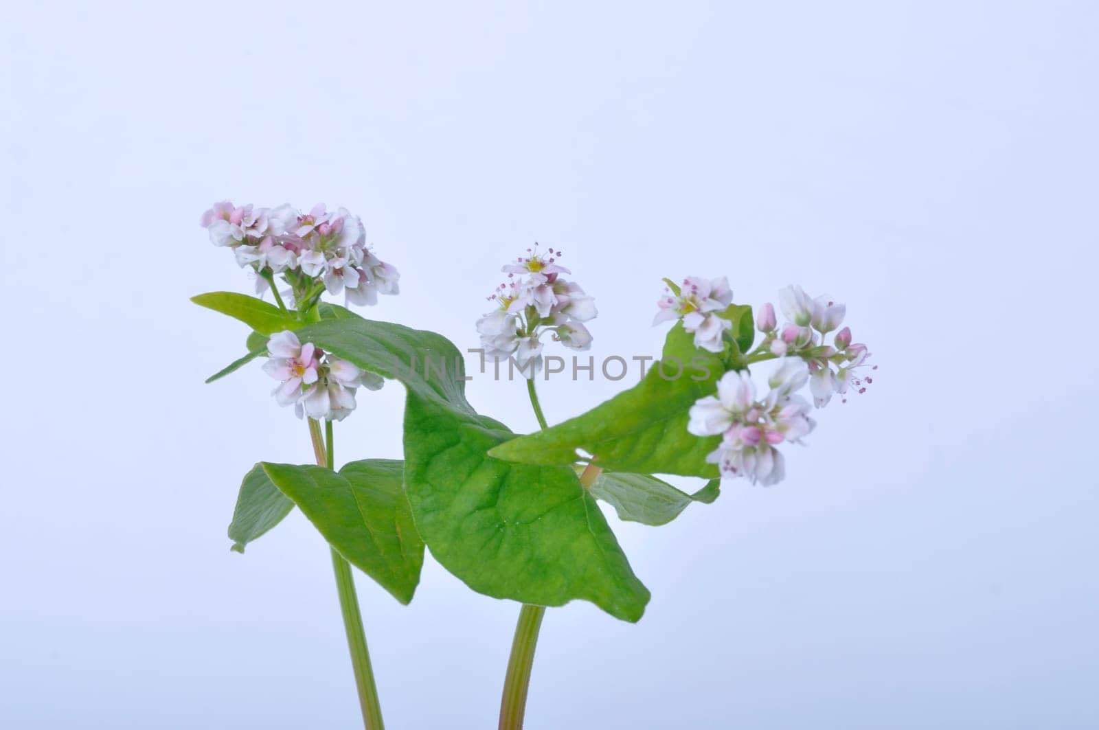 buckwheat flowers on a white background