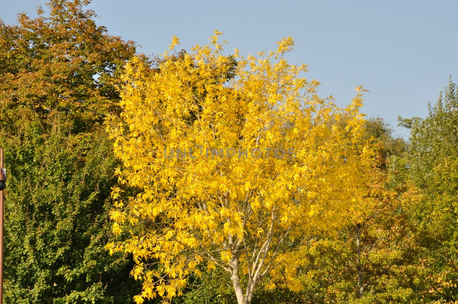Tree in autumn colors in Normandy