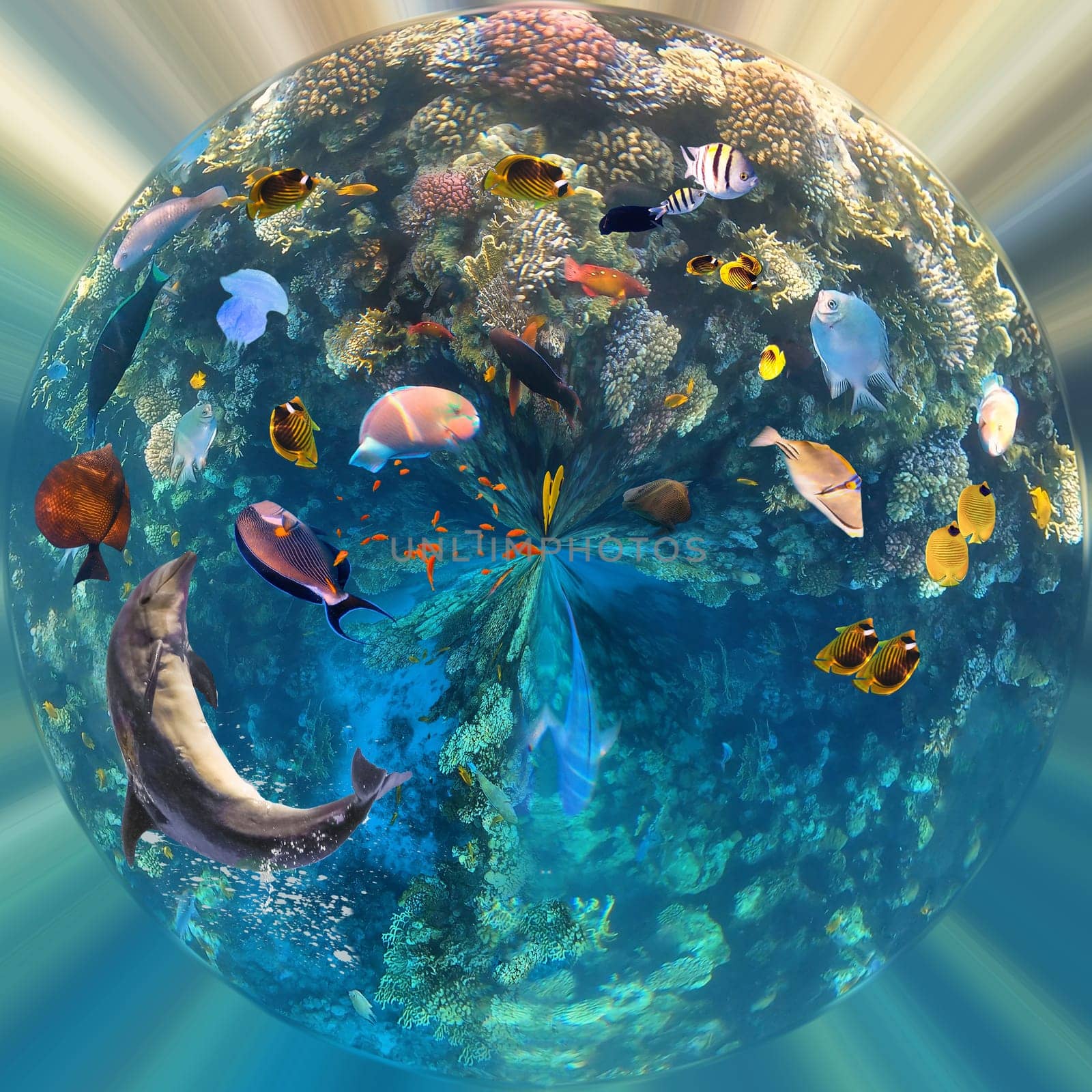 Underwater colorful tropical fishes at coral reef at Red Sea - bluecheek butterflyfish, Pale damsel, sergiant, desjardin sailfin tangfish or Zebrasoma desjardinii