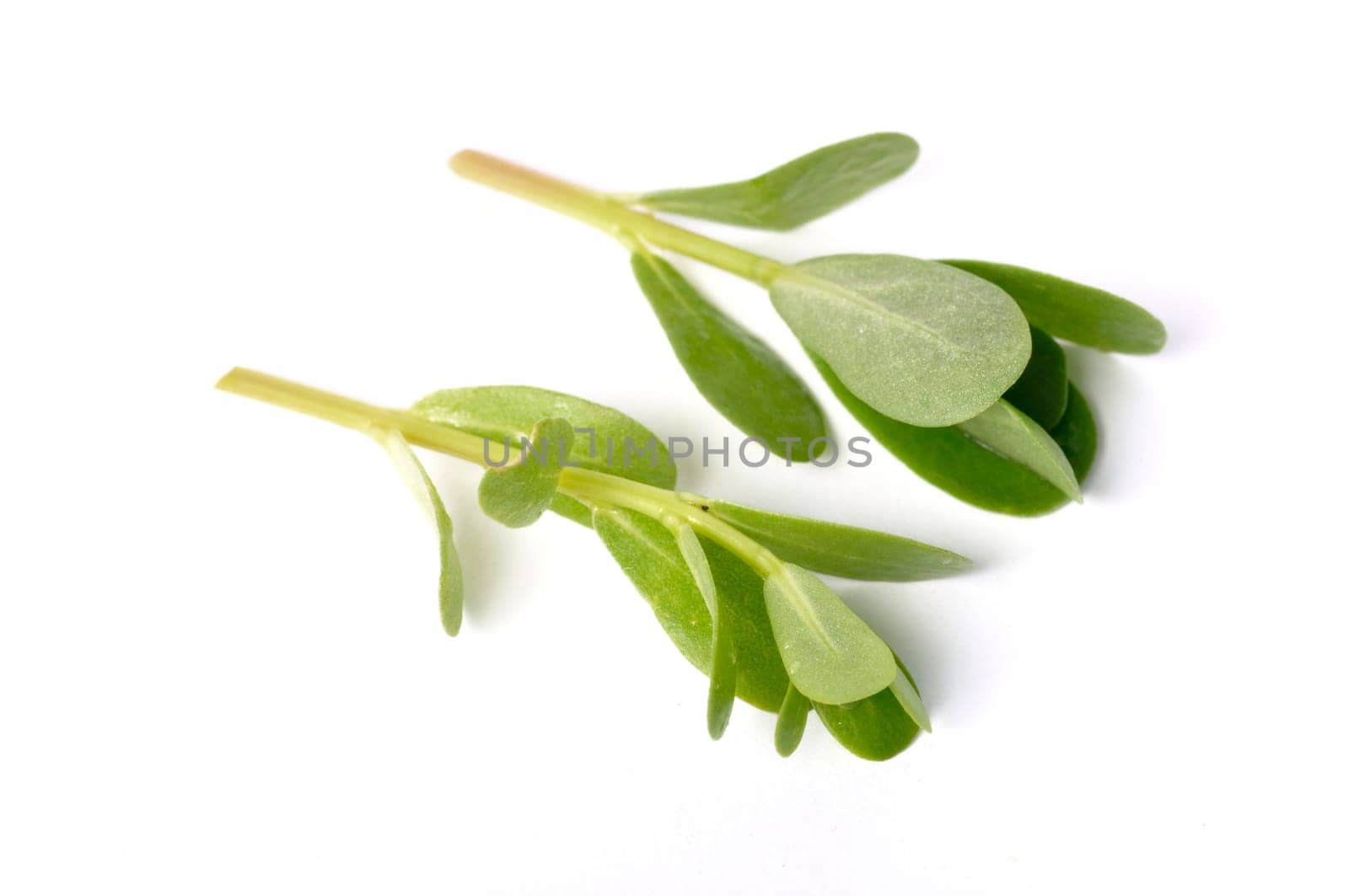 purslane on a white background