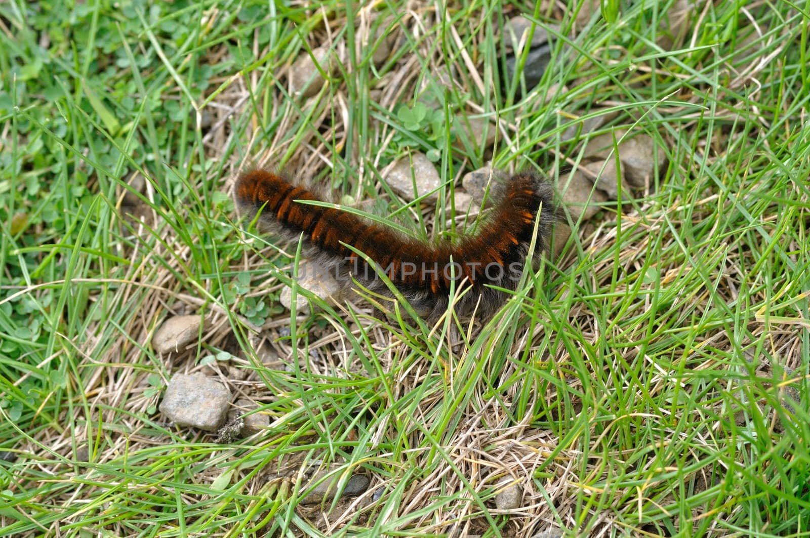 fox moth caterpillar on grass