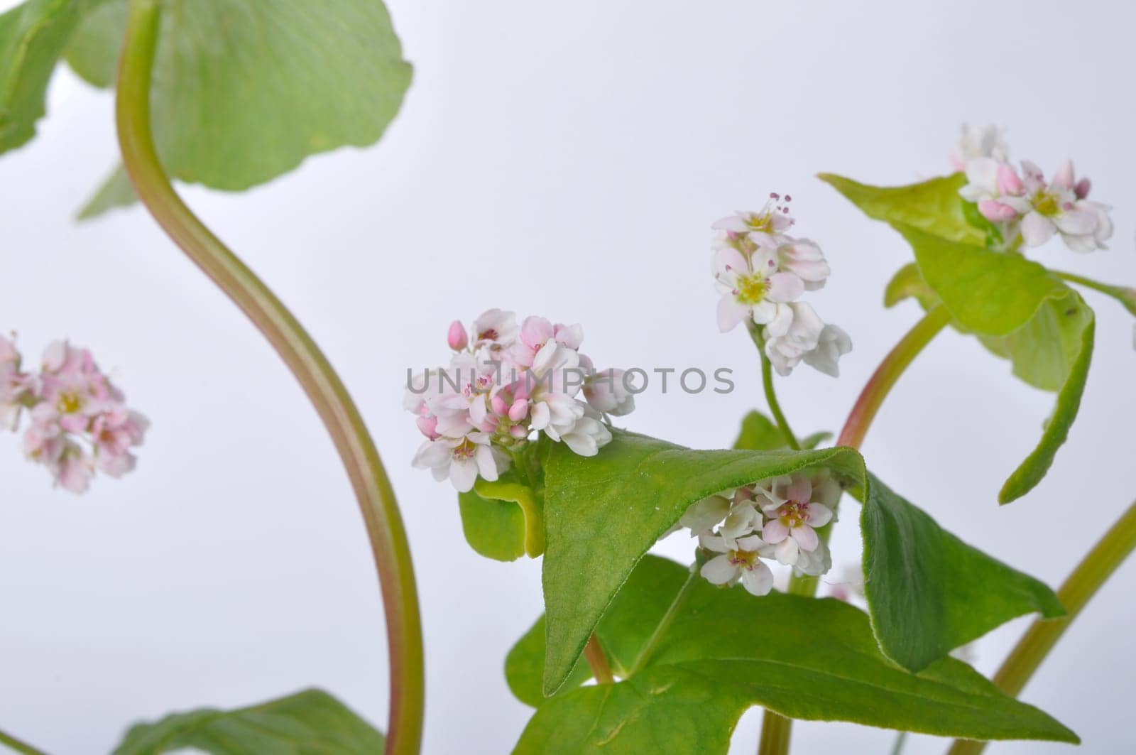 buckwheat flowers on a white background