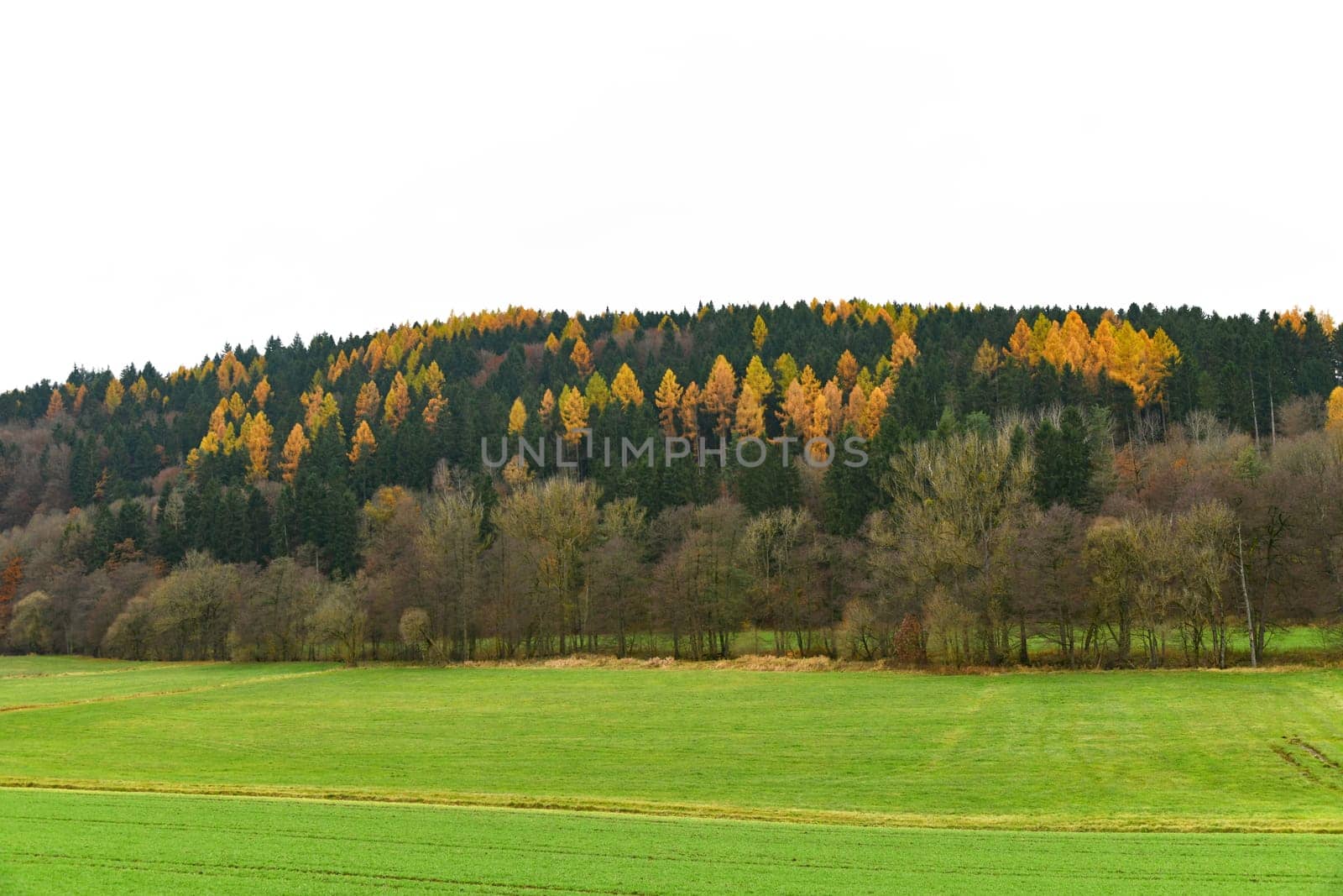 colorful coniferous forest in autumn