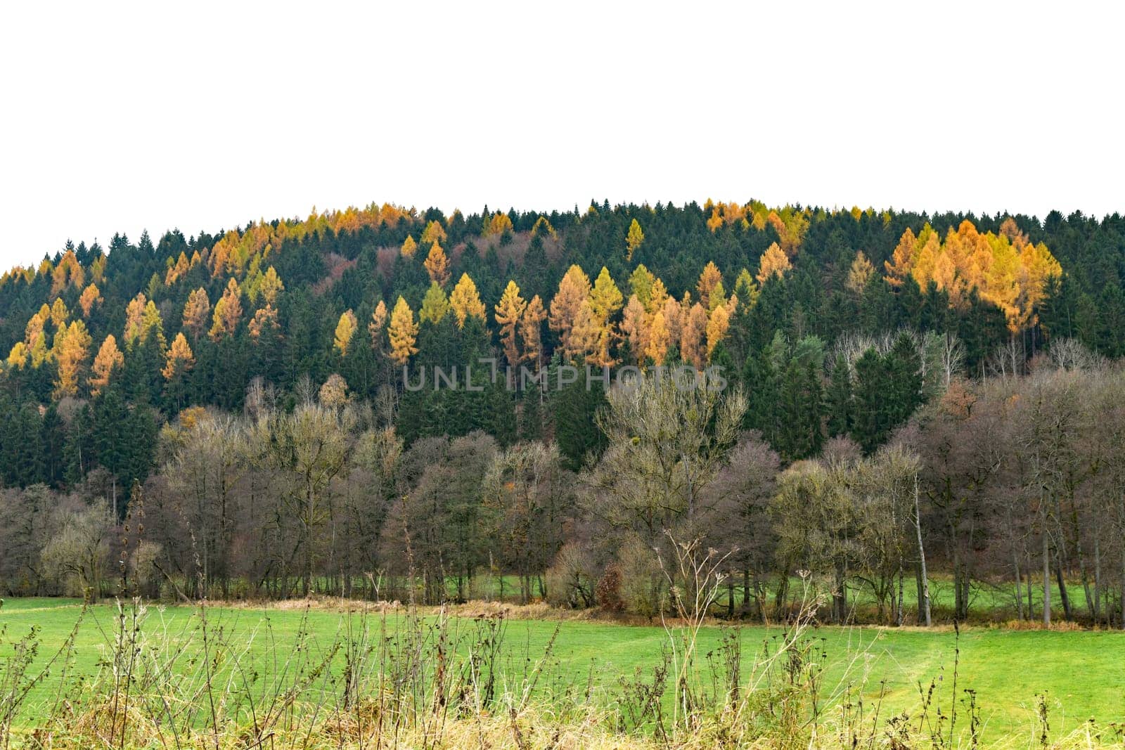 colorful coniferous forest in autumn