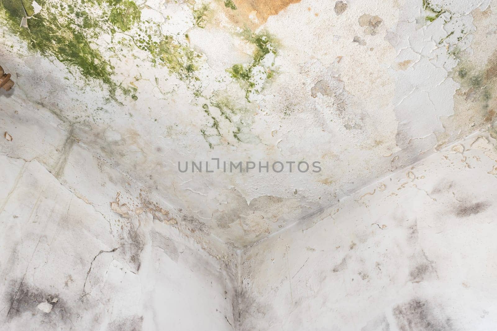 Moss and Mold spots on the ceiling on wall due to poor air ventilation and high humidity. Harm to health.