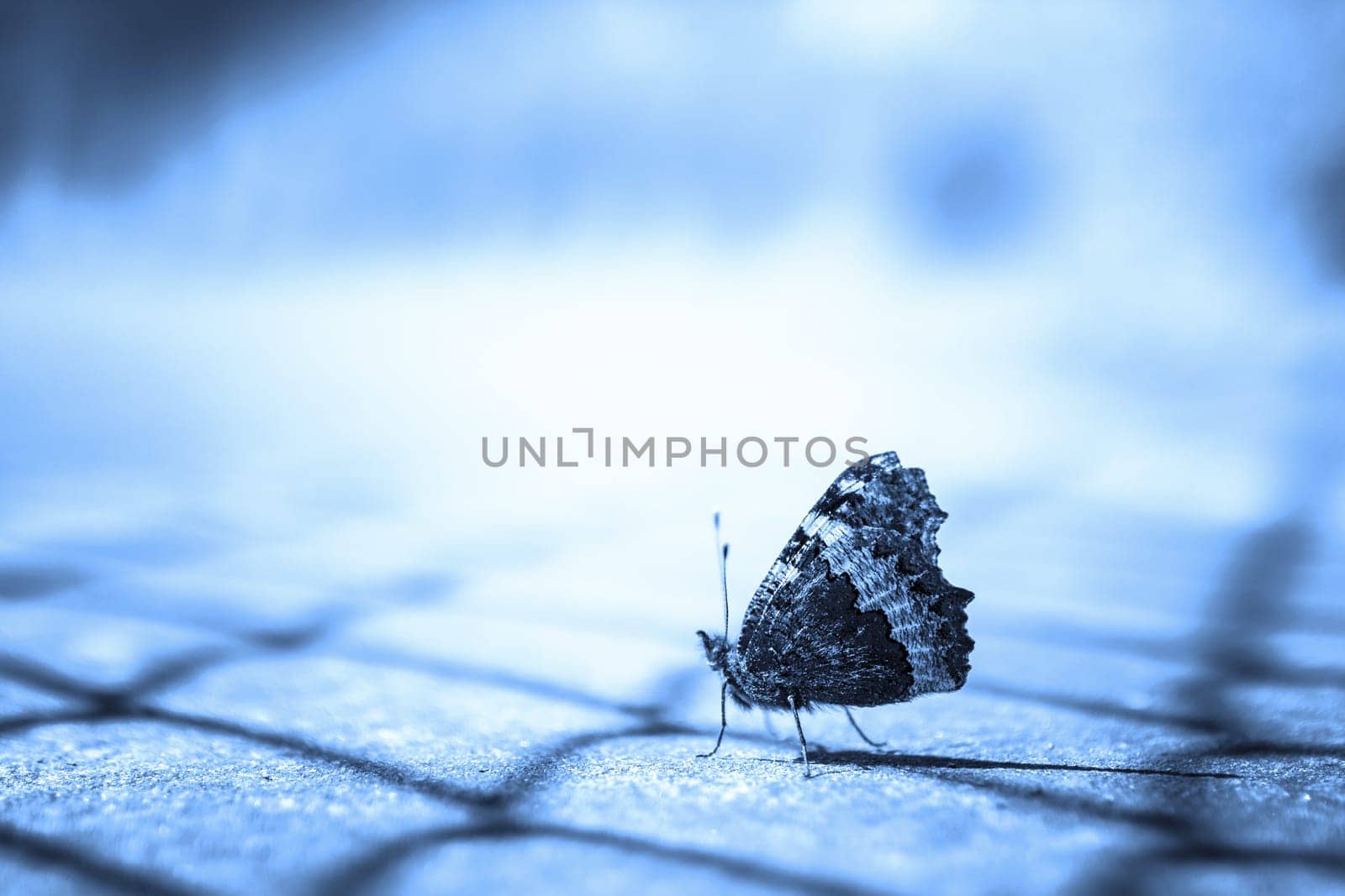 Close up of a butterfly on blue blurry background.