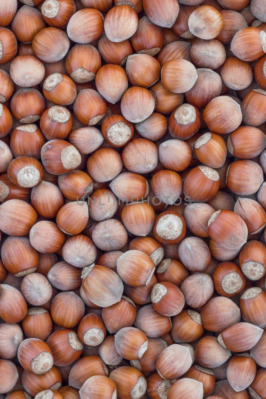 Hazelnuts. Stack of hazelnuts. Food background. Hazelnut background.