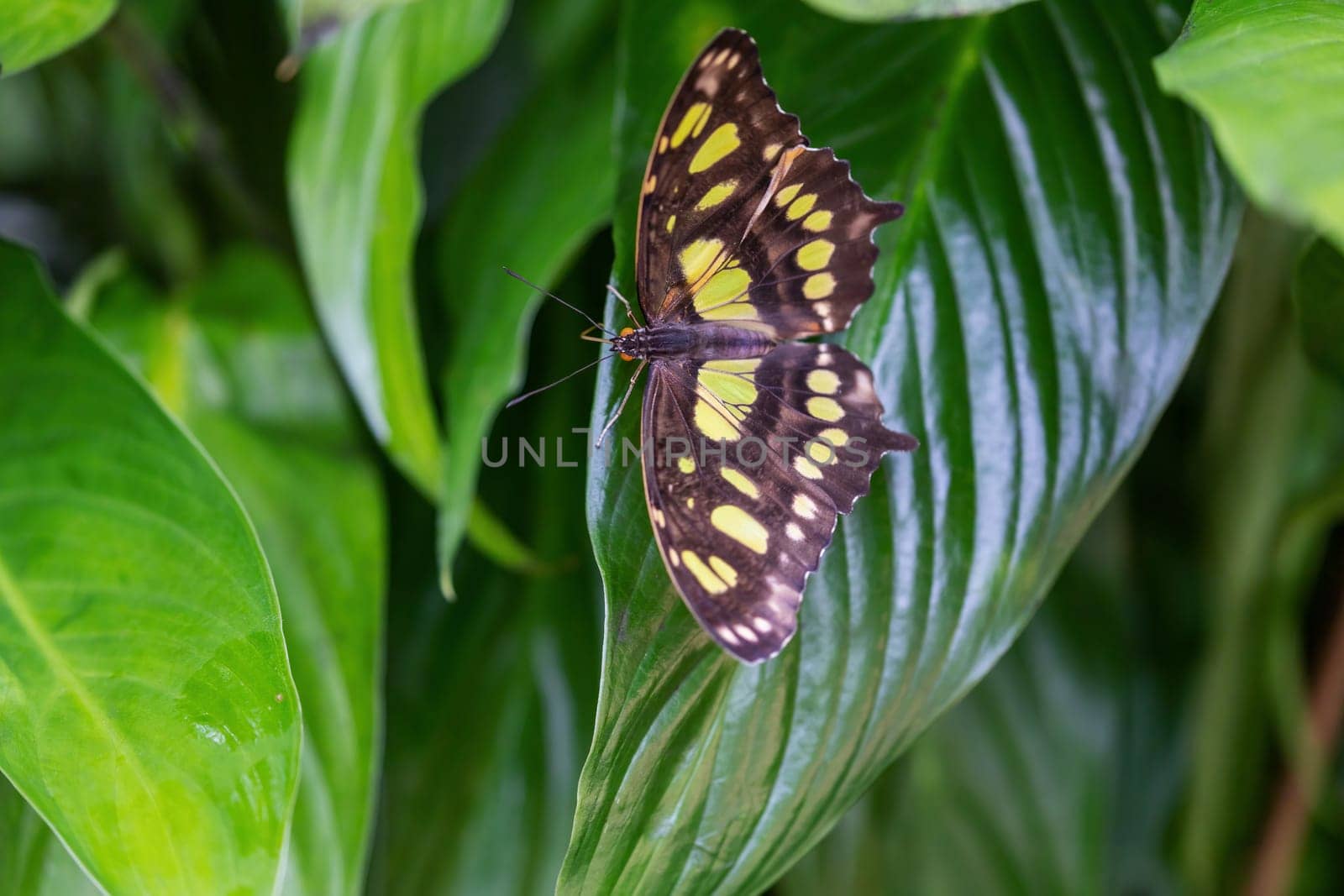 Malachite Butterfly (Metamorpha stelenes) with open wings on green nature.