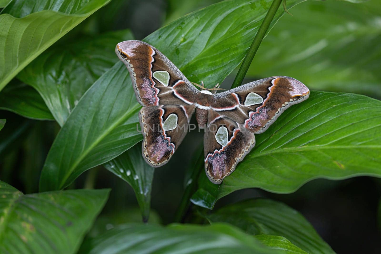 Colorful Giant Atlas Moth (Attacus atlas) with open wings on a green leaf of a plant. Horizontally.