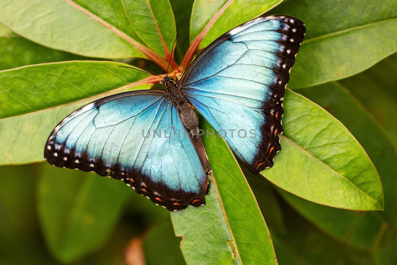View of the Peleides blue morpho tropical butterfly with open wings on green nature.