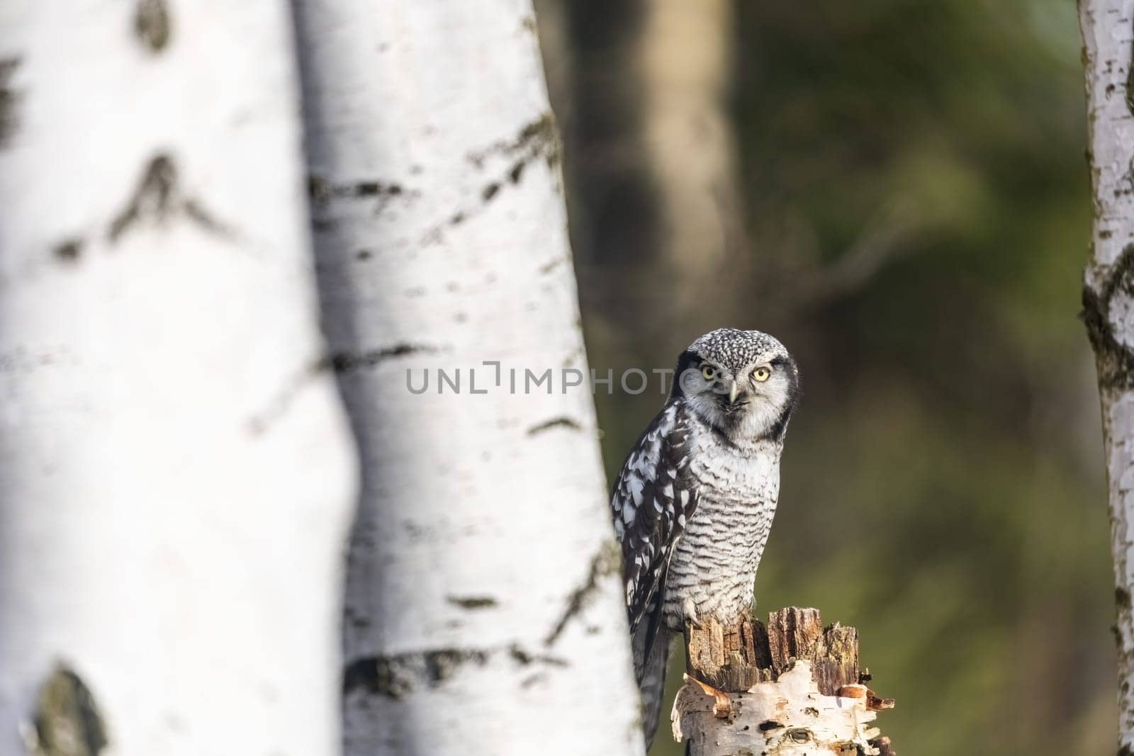 Portrait of young northern hawk owl (Surnia ulula) in birch forest.