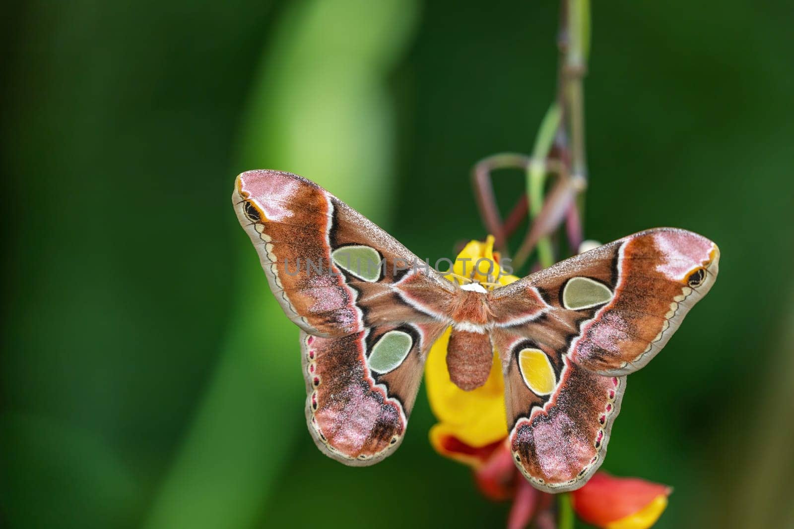 Colorful Giant Atlas Moth (Attacus atlas) with open wings on colorful flower.