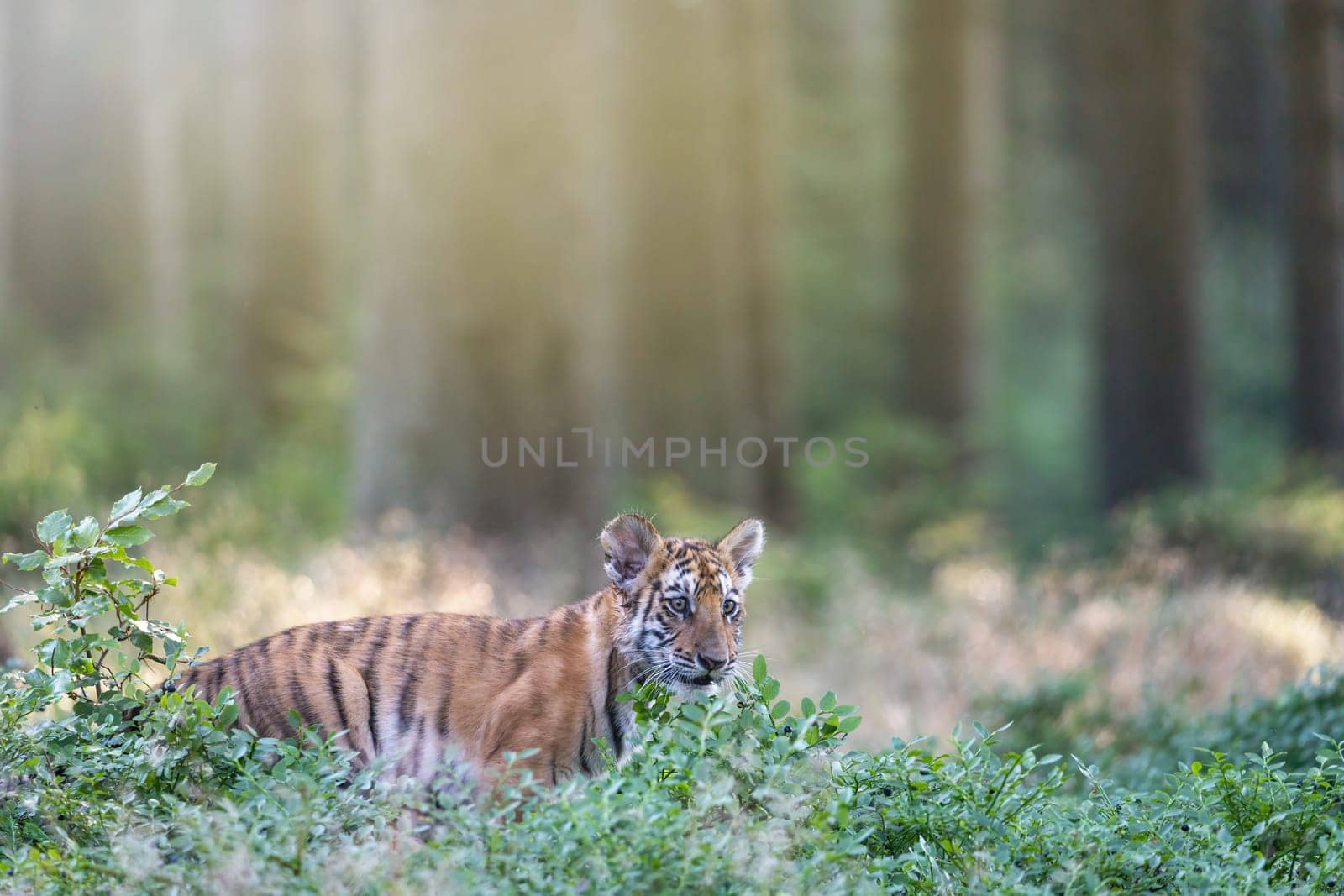 Bengal tiger is standing in the forest. Horizontally.