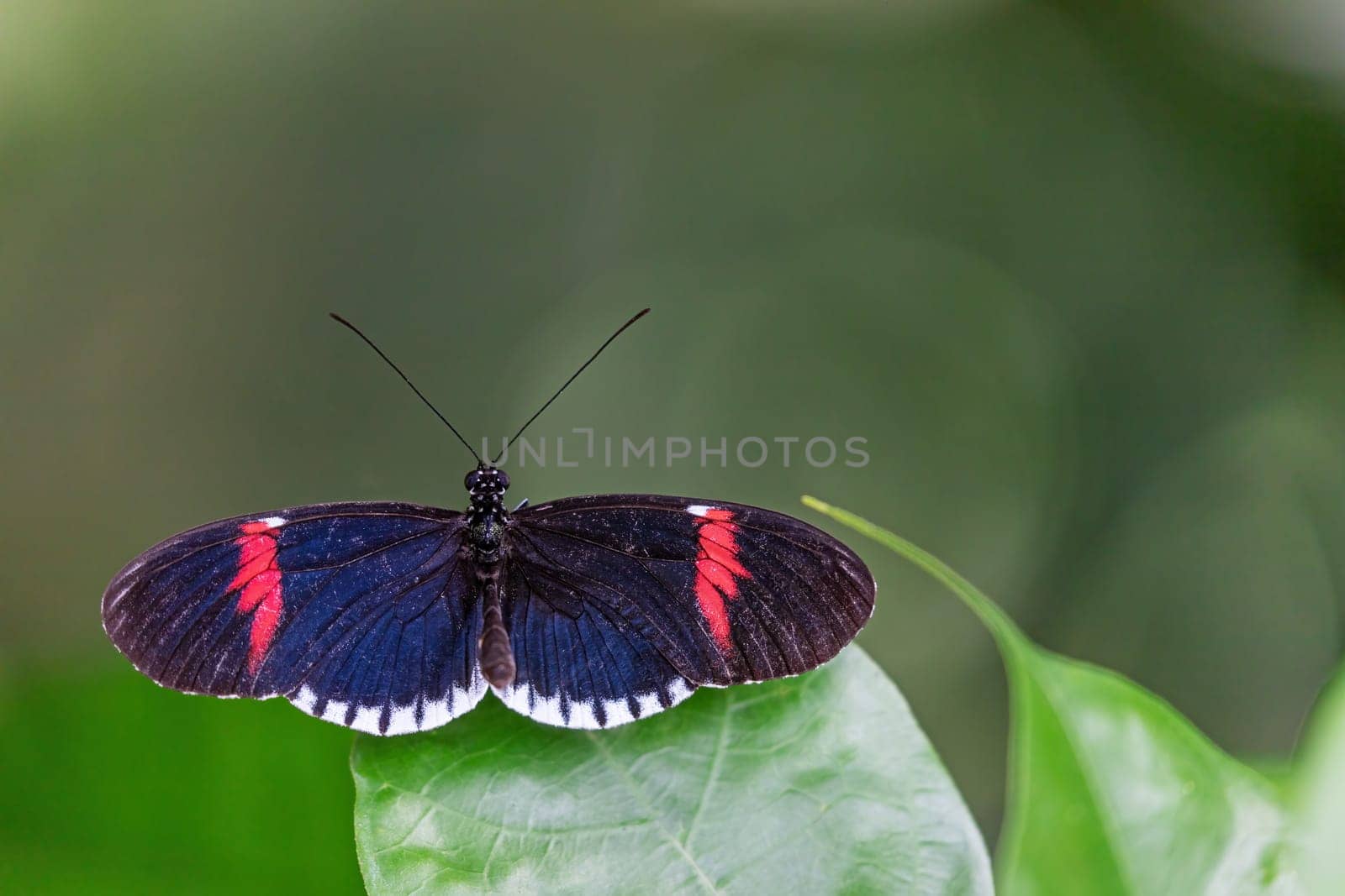 View of Red postman (Heliconius erato) butterfly with open wings.