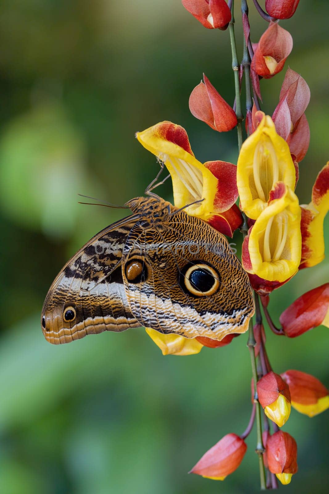 Owl Butterfly (Caligo memnon) on colorful flower showing false eyesposts. Vertically.