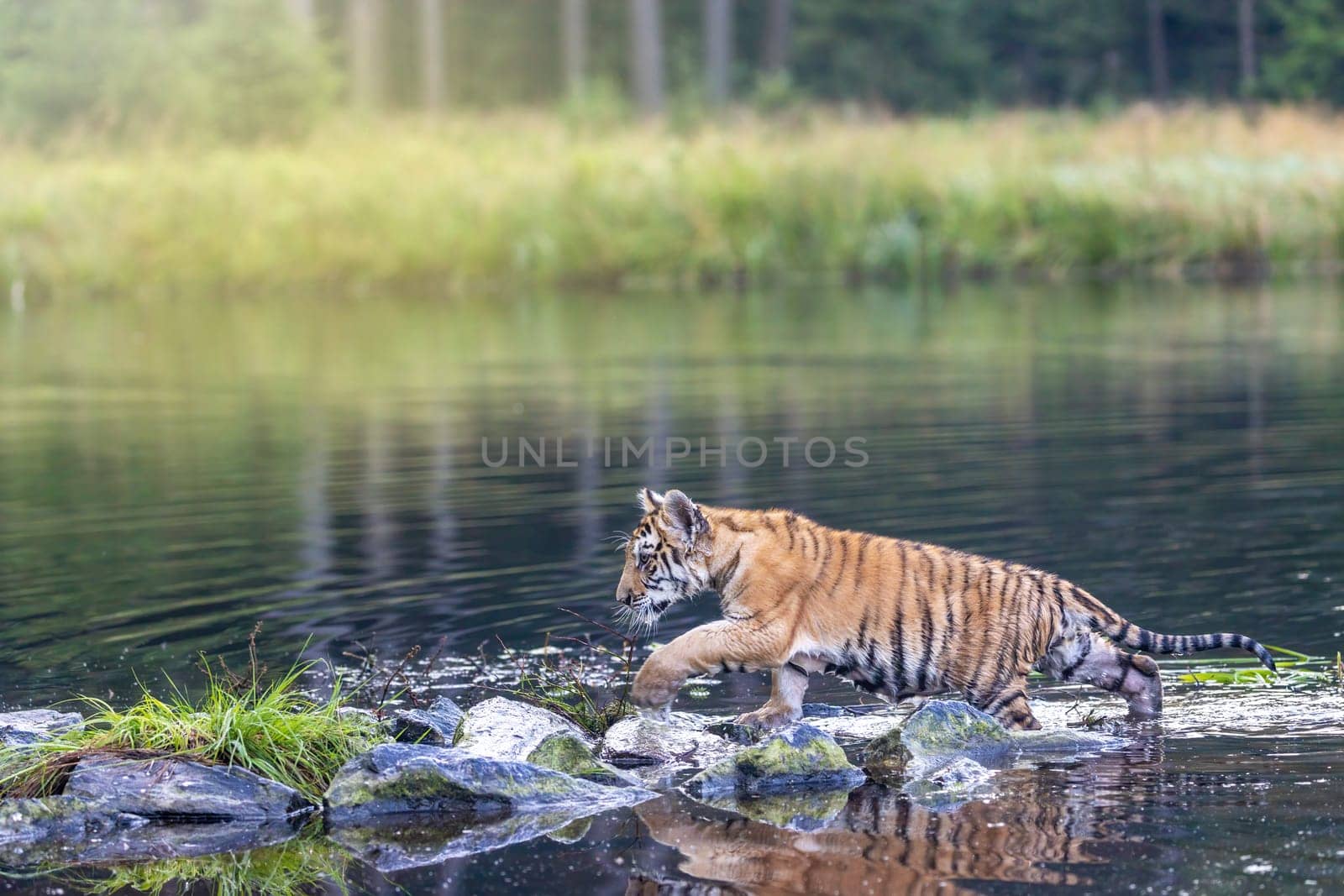 Bengal tiger cub is walking on the rocks in the lake looking ahead. Horizontally.