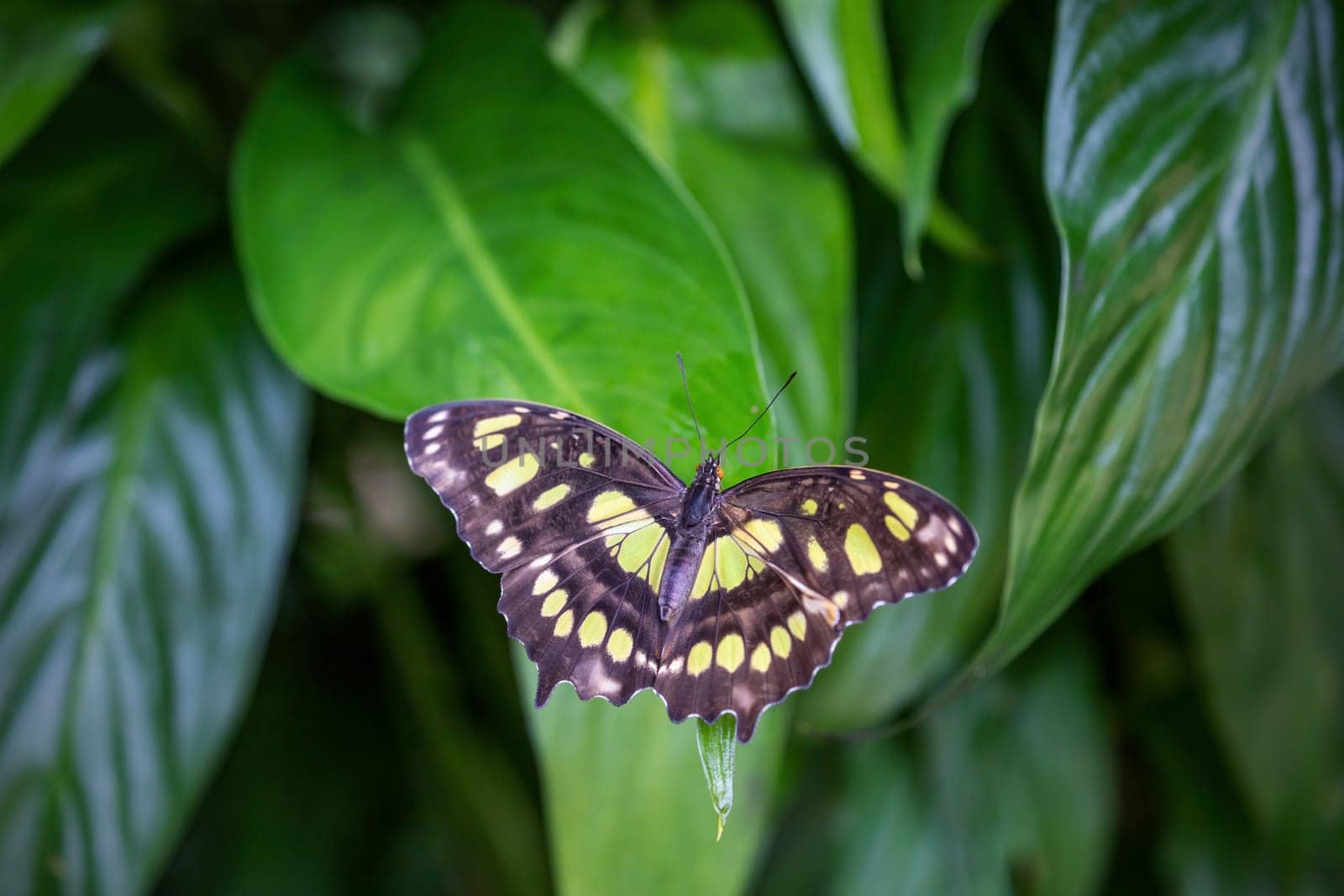 Beautiful Malachite Butterfly (Metamorpha stelenes) with open wings on green nature.