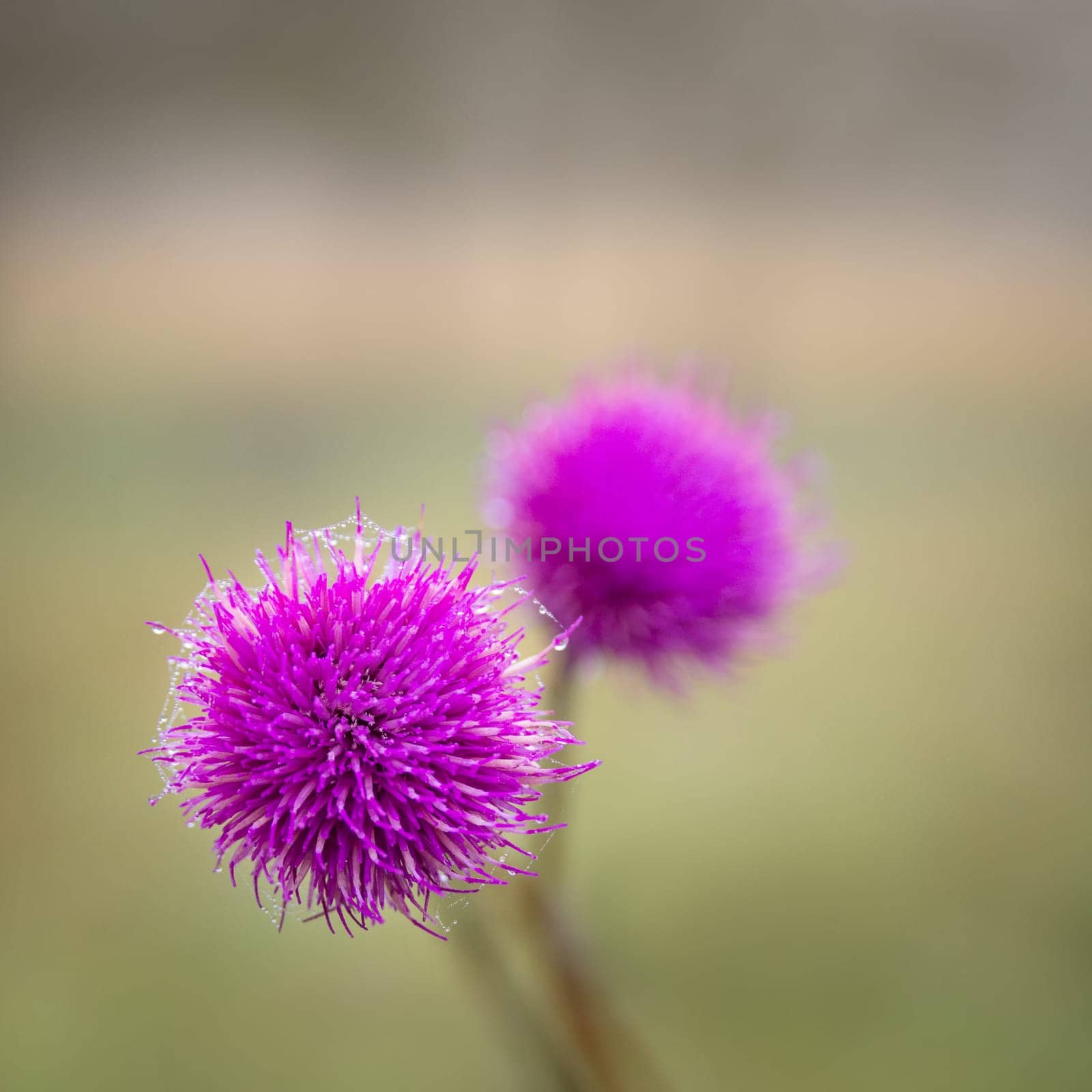 Purple thistle with spider web in the morning in autumn
