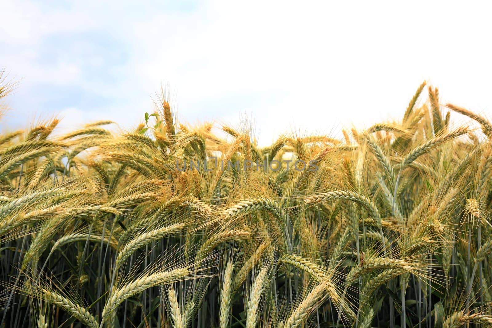 Barley field in the summer before harvest