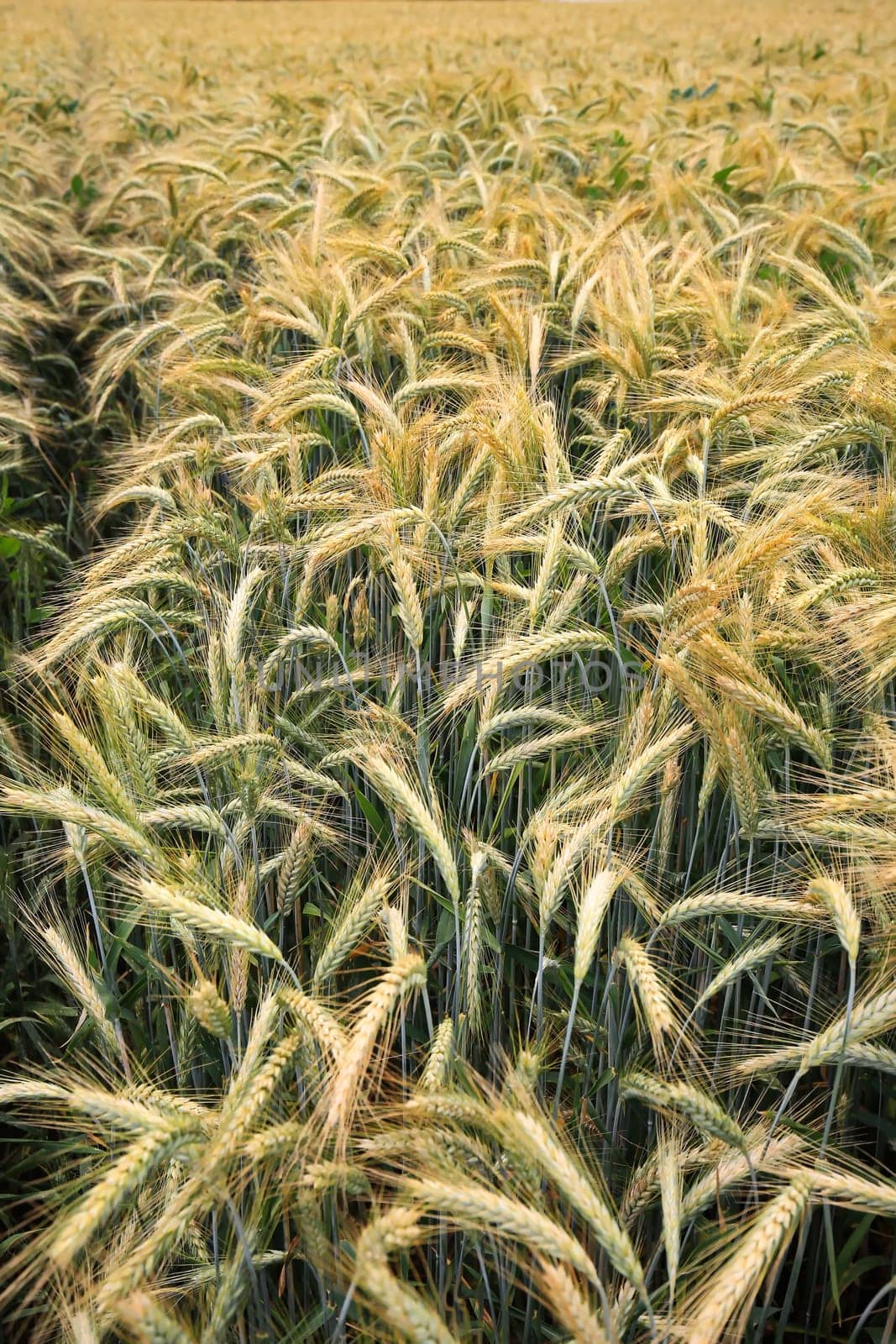 Barley field in the summer before harvest