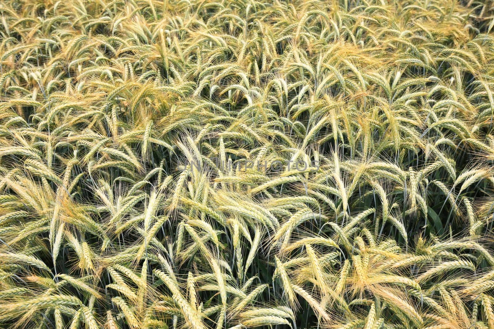 Barley field in the summer before harvest