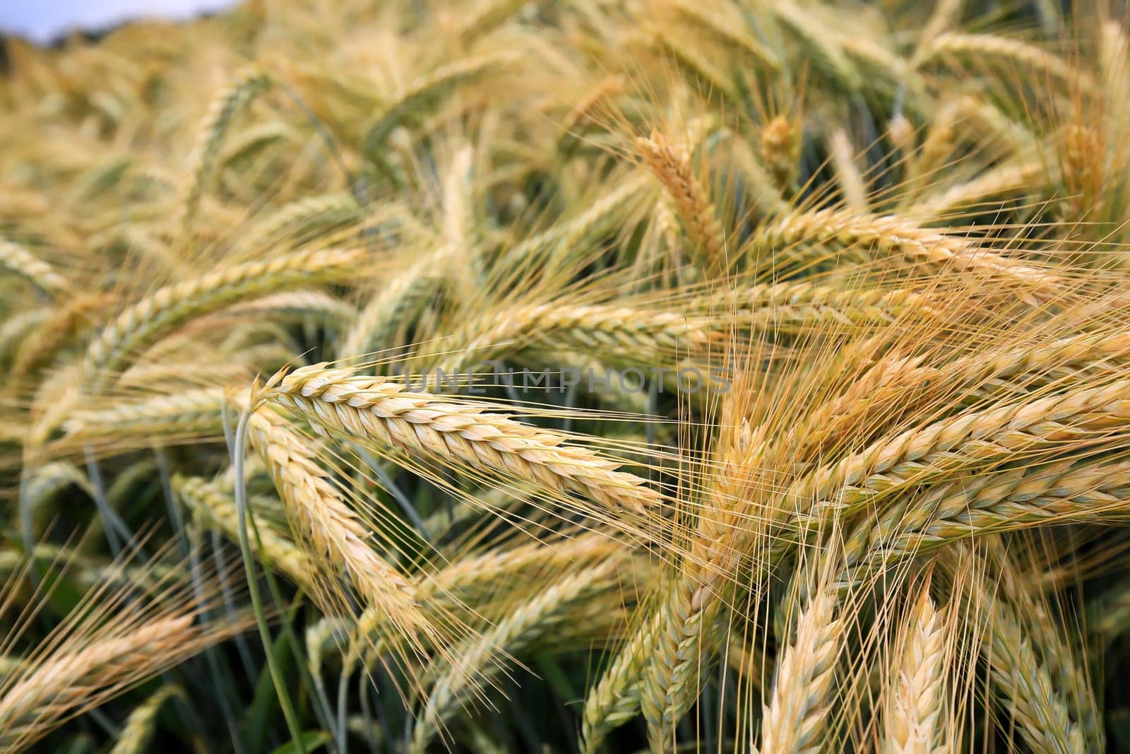 Barley field in the summer before harvest