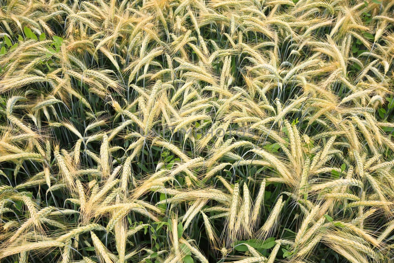 Barley field in the summer before harvest
