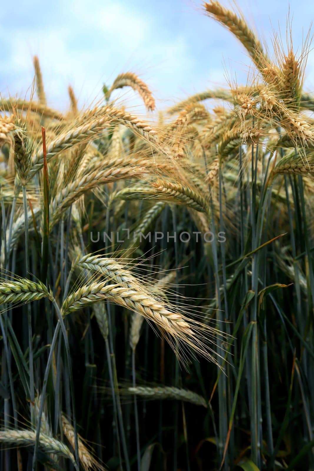 Barley field in the summer before harvest