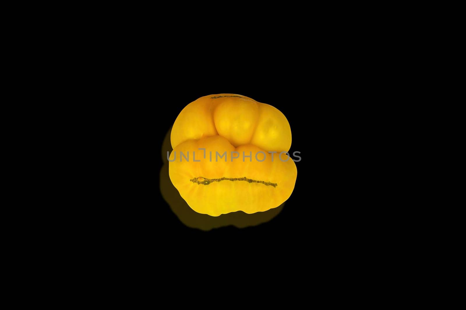 Yellow tomato vegetable on a black background. Yellow tomato. Vegetable harvest. Agricultural products. Farming business. Showcase of a grocery store. Background image.