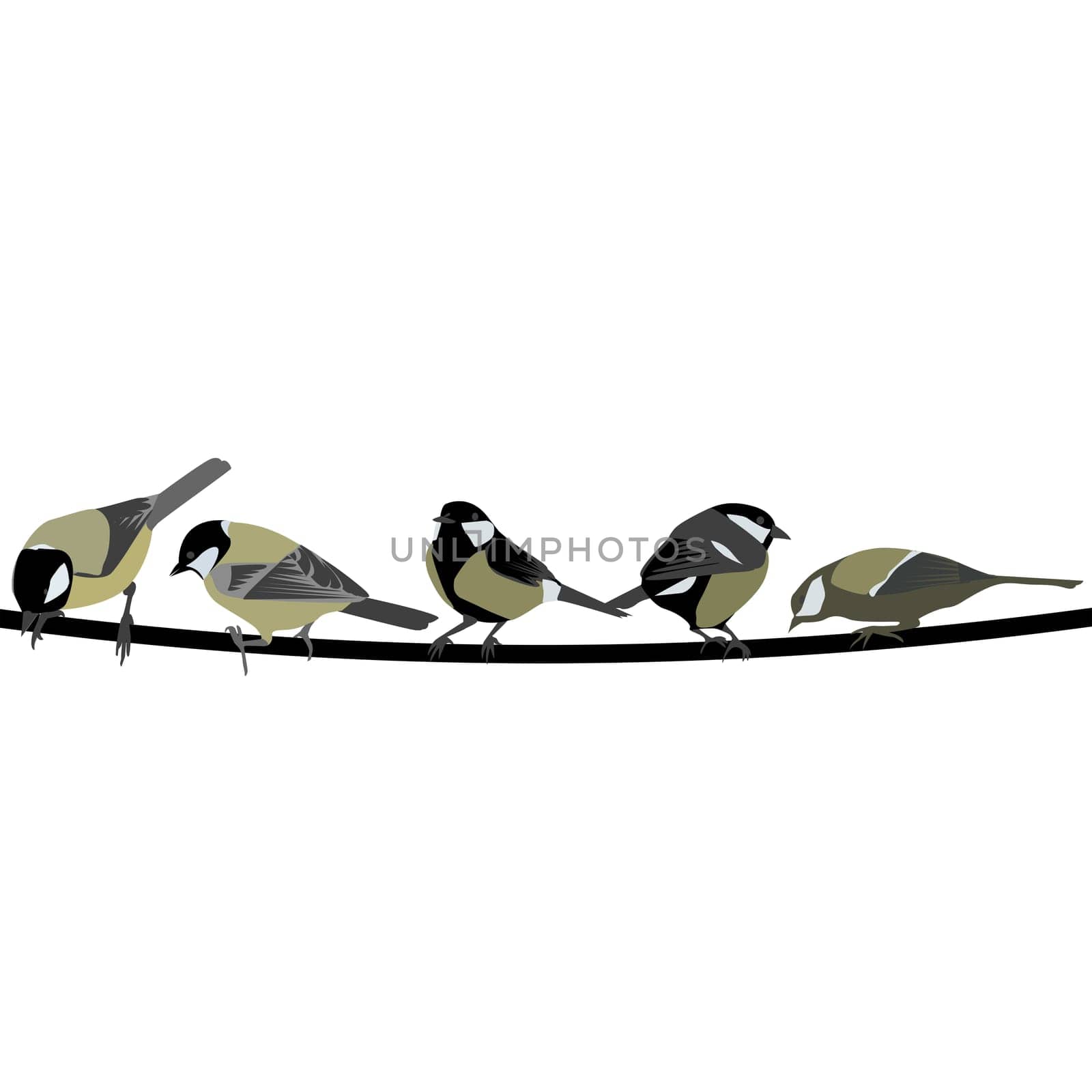 Card with hand drawn Great Tit birds sitting on a tree branch